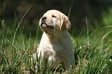 LABRADOR 1173